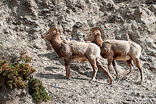 雌性,大角羊,碧玉国家公园,艾伯塔省,加拿大