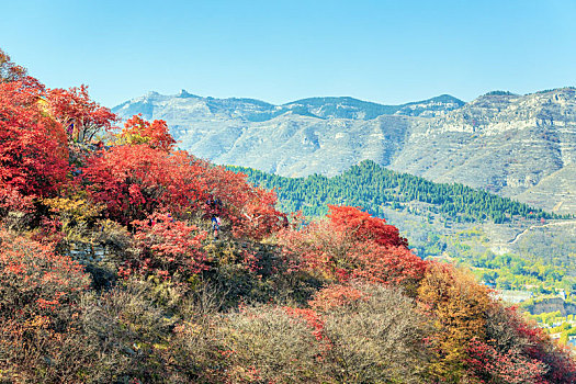 秋天红色黄栌树树林,山东省青州市天赐山红叶
