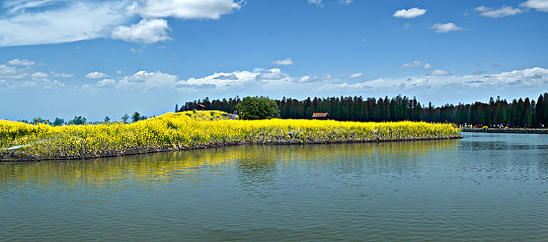 江苏省兴化市垛田油菜花自然生态景观