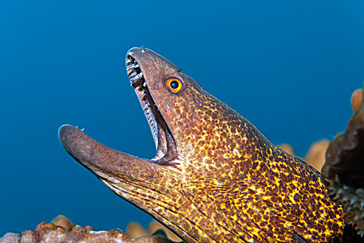 海鳗,裸胸鳝属,张嘴,珊瑚礁,岛屿,班达海,太平洋,印度尼西亚,亚洲