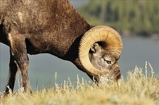 绵羊,吃,碧玉国家公园,艾伯塔省,加拿大