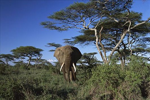 非洲象,站立,脆弱