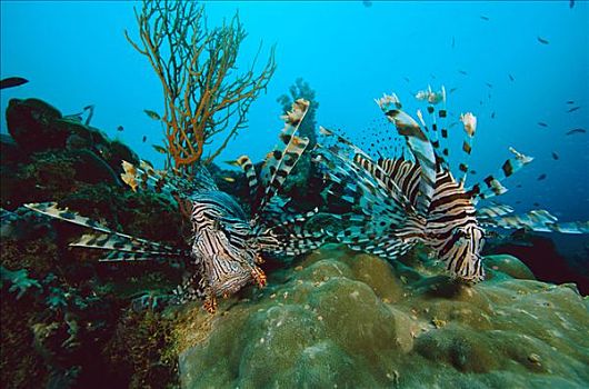 蓑鲉,蓑鲉属,一对,游动,上方,珊瑚礁,有毒,珊瑚鱼,脚,深,所罗门群岛