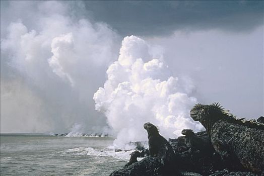 海鬣蜥,群,姿势,新,熔岩流,费尔南迪纳岛,加拉帕戈斯群岛,厄瓜多尔