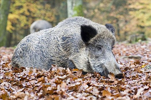野猪,野生园,莱茵兰普法尔茨州,德国,欧洲