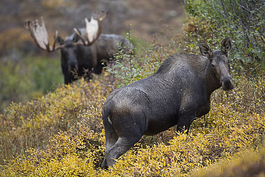 驼鹿,母牛,大,公牛,站立,专注,背景,秋色,电线,楚加奇州立公园,楚加奇山,阿拉斯加