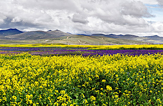 西藏开满鲜花的草原