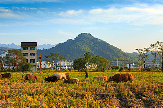 陆西村,牛,田野,稻田,夕阳