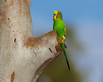 虎皮鹦鹉,波形,雌性,中空,昆士兰,澳大利亚