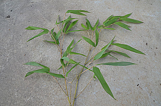 竹子,竹叶,植物,特写,图片,素材