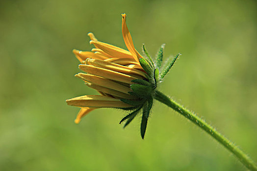 黑心菊,含苞欲放