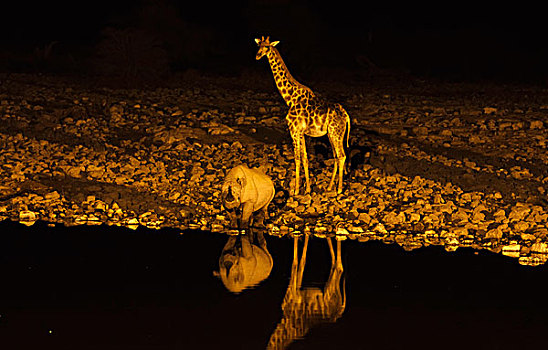 长颈鹿,黑色,犀牛,黑犀牛,水潭,夜晚,埃托沙国家公园,纳米比亚,非洲