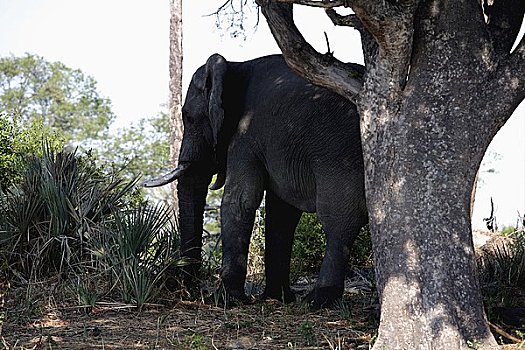 大象,奥卡万戈三角洲,博茨瓦纳,擦