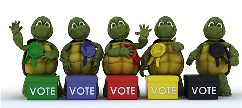 龟,投票,选举