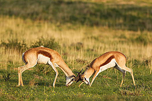 跳羚,争斗,雄性,下雨,季节,绿色,环境,卡拉哈里沙漠,卡拉哈迪大羚羊国家公园,南非,非洲