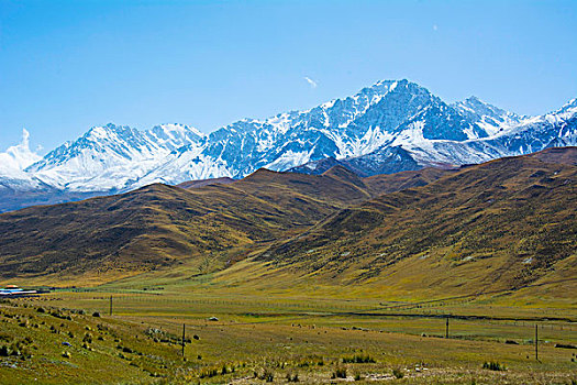 祁连山山麓亚洲最大的半野生鹿基地