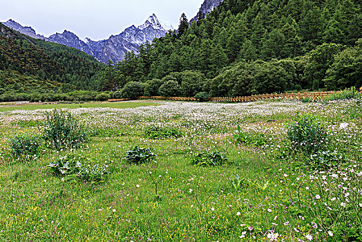 高山草甸风光