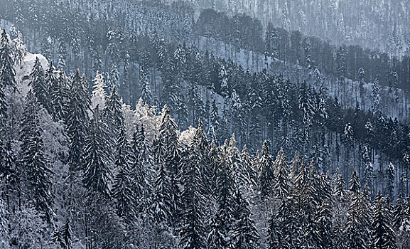 冬季风景,雪,云杉,山,黑森林,巴登符腾堡,德国,欧洲