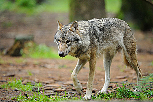 欧亚,灰太狼,犬红斑性狼疮,步行,在森林,和寻找相机