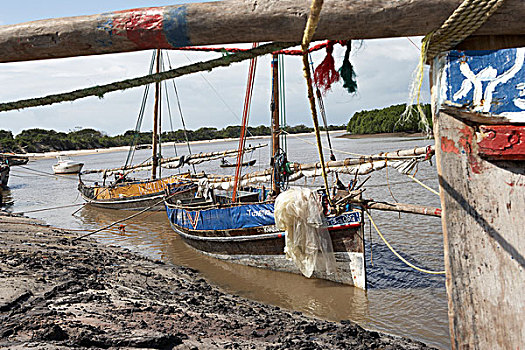 独桅三角帆船,红树林,河流