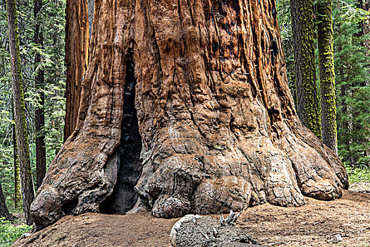树干,美洲杉,红杉国家公园,加利福尼亚,美国,北美