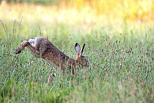 欧洲野兔,草地