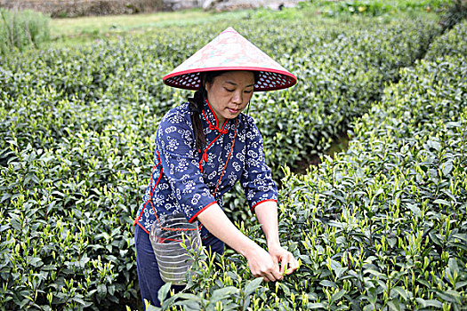 松阳茶场