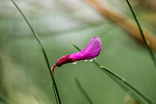 花棒花