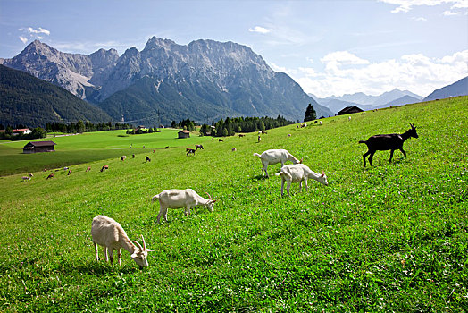 山羊,草场,米滕瓦尔德,上巴伐利亚,巴伐利亚,德国,欧洲