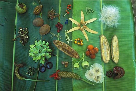 品种,种子,水果,30多岁,植物种类,收集,科罗拉多岛,迟,四月,靠近,结束,干燥,季节,巴拿马