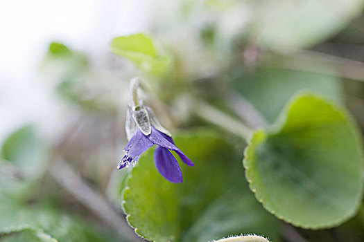 花瓣,紫罗兰,花