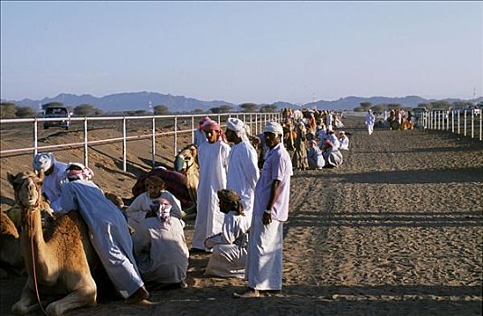 观众,看,骆驼,等待,转,比赛,赛道,刘海,瓦希伯沙漠