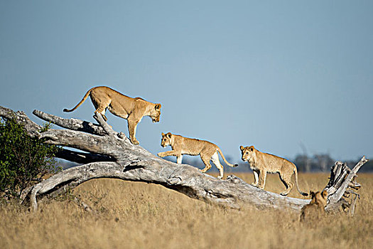 非洲,博茨瓦纳,乔贝国家公园,雌狮,狮子,幼兽,攀登,死,刺槐,萨维提,湿地