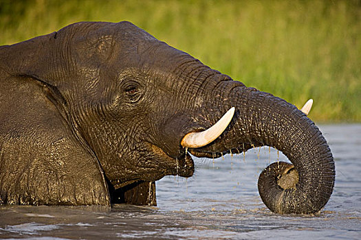 博茨瓦纳,乔贝国家公园,大象,非洲象,涉水,水池,萨维提,湿地,下雨,季节