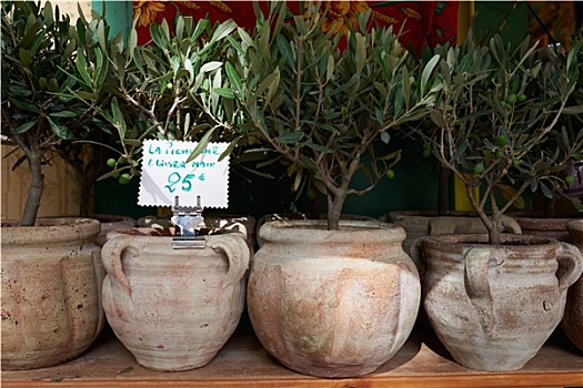 橄榄树,罐,出售