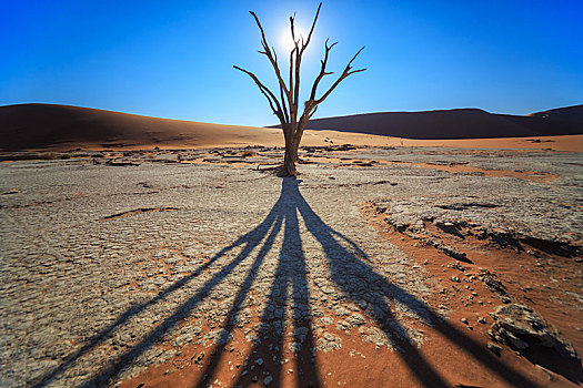 干燥,树,刺槐,死亡谷,索苏维来地区,纳米布沙漠,纳米比诺克陆夫国家公园,纳米比亚,非洲