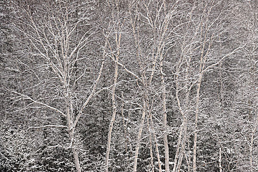 树,落下,雪,活泼,萨德伯里,安大略省,加拿大