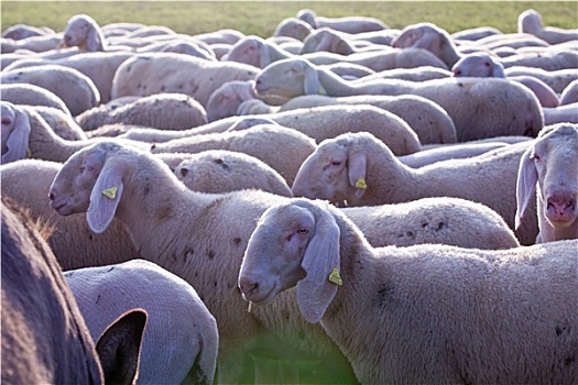 绵羊,乡村,放牧