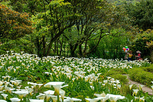 春天海芋公园里观赏白色海芋游客