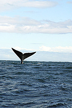 尾部,南露脊鲸,背影,水,南非,八月,2004年
