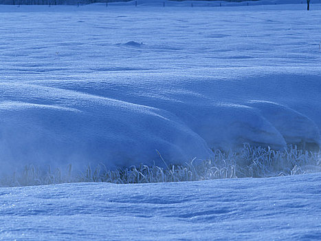 雪原