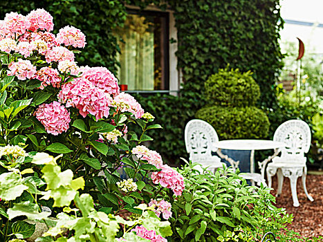 粉色,八仙花属,正面,内庭,房子,漂亮,白色,庭院家具,浪漫,怀旧,风格