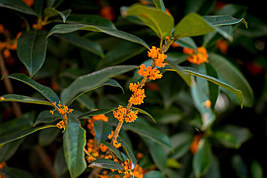 金桂花