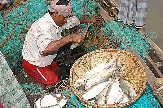 渔民,抓住,鱼,篮子,孟加拉,七月,2005年