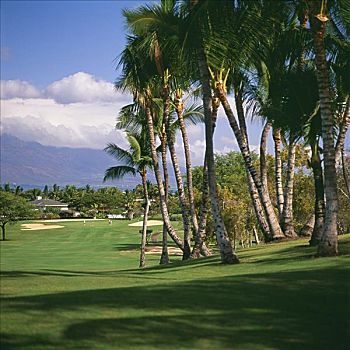 夏威夷,毛伊岛,胜地,高尔夫球场,蓝色,场地,棕榈树,线条,打高尔夫,远景