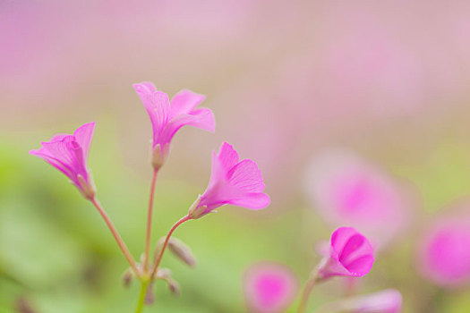 盛开的小粉花