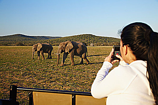 女人,摄影,大象,旅游,吉普车,公园,东开普省,南非