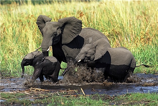 大象,家族,穿过,河