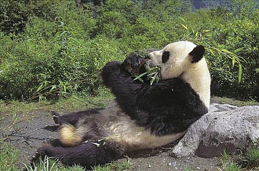 大熊猫,哺乳动物,吃,卧龙自然保护区,四川,中国,亚洲,动物