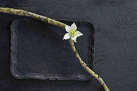 两个,苔藓,枝条,白色,菟葵,黑色背景,托盘